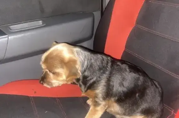 Найденные животные Кострома, фото: Собака найдена: ул. Покровского, 12, Кострома