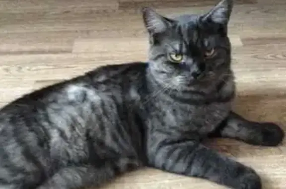 Кот найден: Веспремская ул., 3, Курск