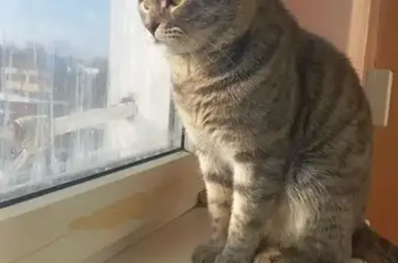 Пропала кошка, Красная ул. 398, Лабинск