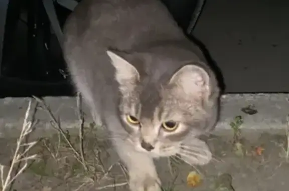 Найдена кошка, Майский проезд 5, Тюмень