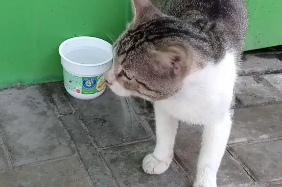Кошка найдена у магазина на ул. 22 Съезда