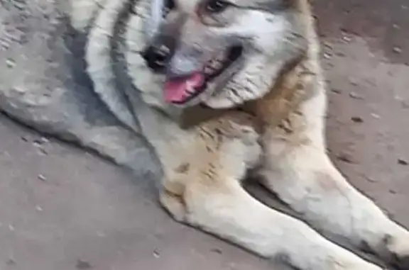 Собака найдена: Москва, ул. Гостиничная 4Ак8