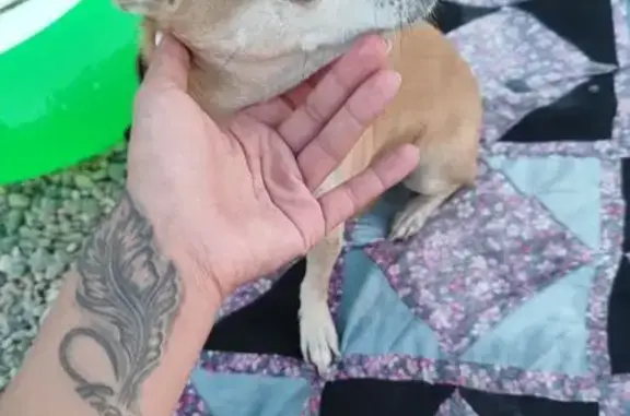 Найдена собака, Новороссийск, фото: Найдена собака на пляже КРИСТАЛЛ, Новороссийск