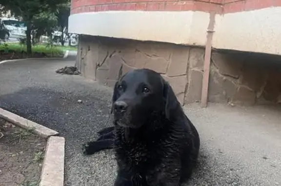 Найдена собака, Краснодар, фото: Найдена собака, Минская ул. 122/13, Краснодар