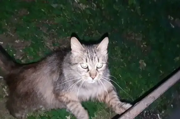 Кошка найдена на Наличной ул., 40 к2