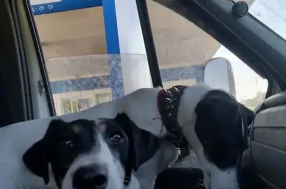 Объявления о пропавших и найденных животных, Петрозаводск, фото: Пропала собака, Университетская ул., Птз