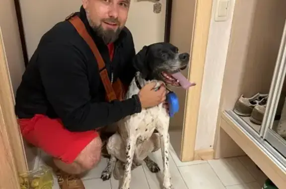 Собака найдена: Ленинградский пер., 18