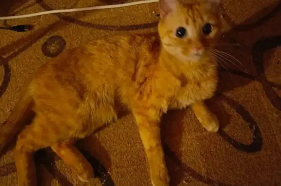 Найдена кошка, Добрянка, фото: Найдена кошка, ул. Энергетиков 25, Добрянка