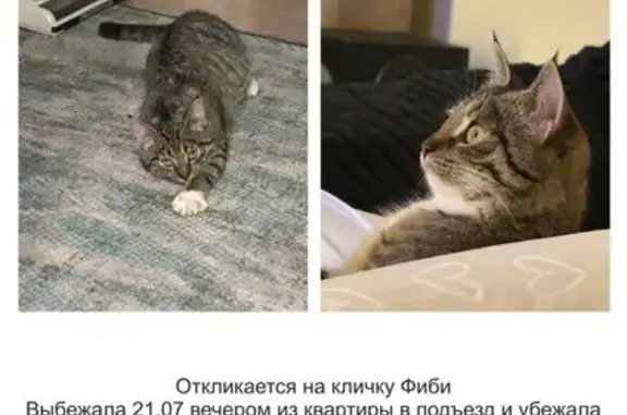 Пропала кошка, Бассейная 47, Калининград