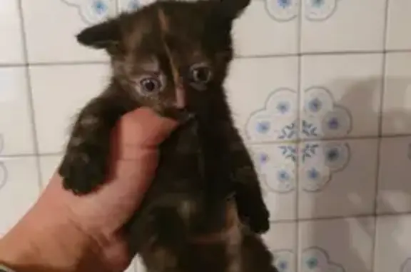 Пропала кошка, Александрова 49, Клинцы