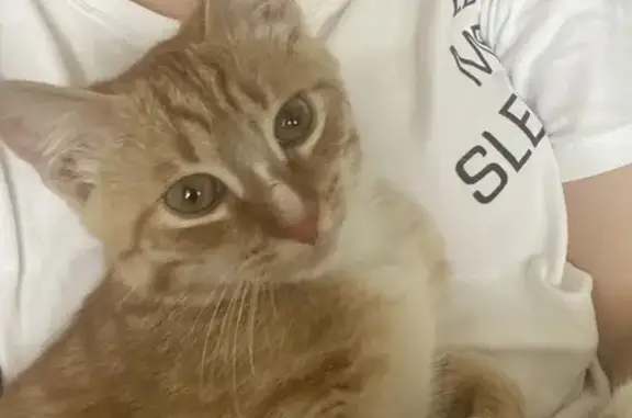 Котенок найден: Луначарского 56/1