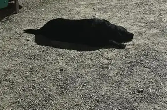 Найдена собака, Минская 122/12, Краснодар