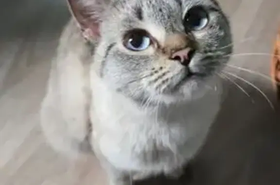 Найдена кошка, ул. Стасовой, 10 к3, Москва