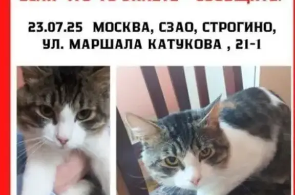 Найдена кошка, Москва, фото: Кошка найдена: ул. Маршала Катукова, 21 к1