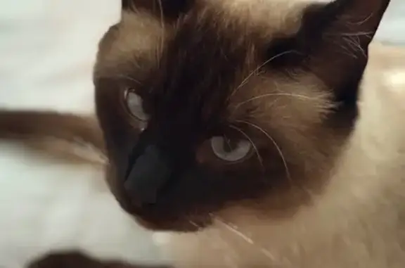 Кошки потеряшки, Калининград, фото: Потеряшка сиамская кошка, Пехотная 43