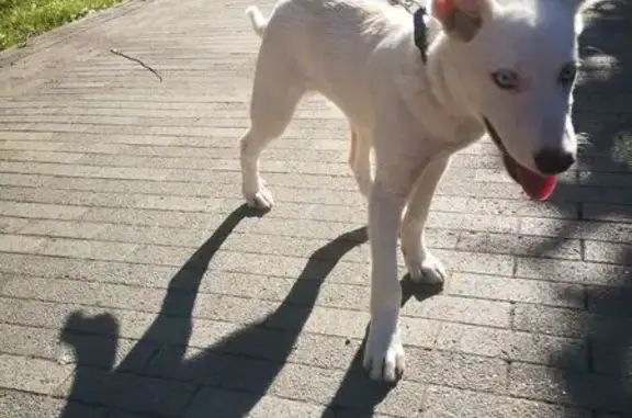 Собака у ТЮЗа, пер. Нахановича, Томск