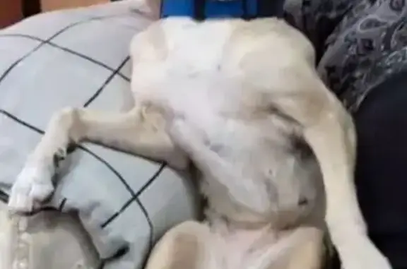 Собаки потеряшки, Новомальтинское, фото: Потеряшка собака в Новомальтинском поселении