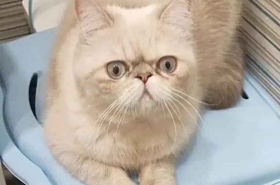 Пропала кошка, 11 Белозёрный