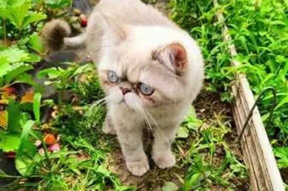 Пропала кошка, Белозёрный 11 - photo