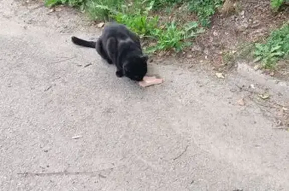 Найденные животные Томск, фото: Крупный чёрный кот найден на Нахимова, 15