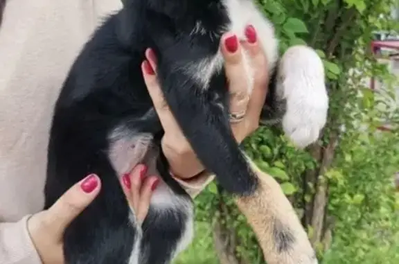 Найдена собака, Железногорск-Илимский, фото: Собака найдена на ул. Янгеля, Железногорск