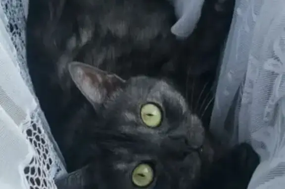 Кошки потеряшки, Похвистнево, фото: Потеряшка кошка, Полевая 50, Похвистнево