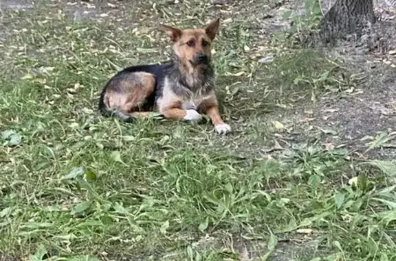 Найдена собака, Челябинск, фото: Найдена собака, пр. Ленина 54 к2, Челябинск