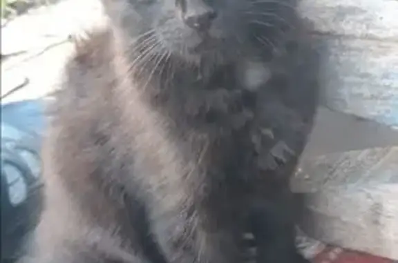 Найдена кошка, Воронеж, фото: Кошка найдена: пл. Ленина, 4А, Воронеж