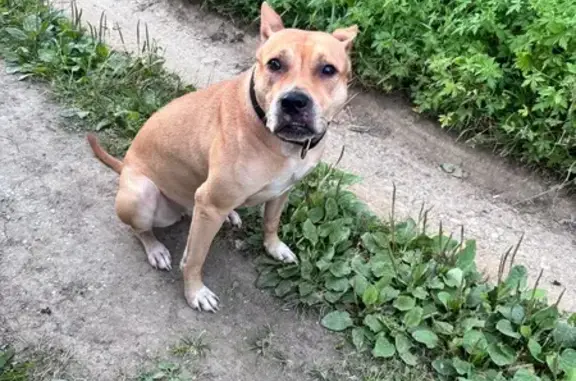 Найдена собака, Екатеринбург, фото: Найдена собака, Радужная ул., Екатеринбург