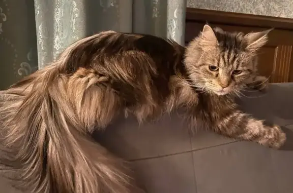 Пропала кошка, Школьная 15, Берёзовский