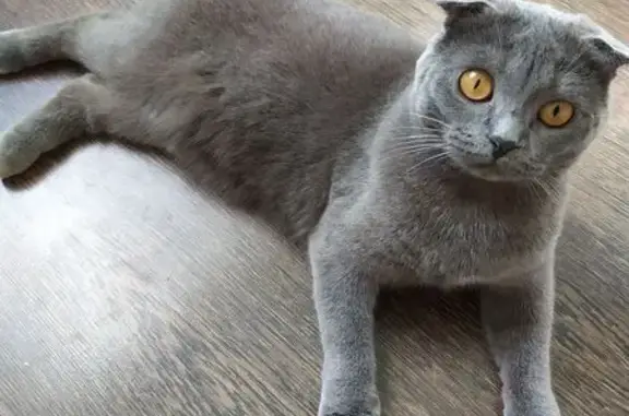 Кошки потеряшки, Республика Хакасия, фото: Потеряшка кошка, Калининский, Хакасия