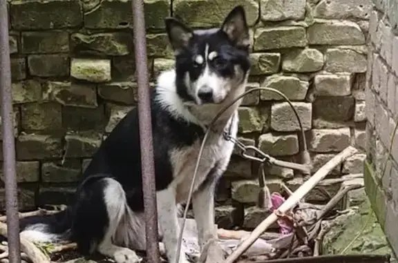 Найденные животные Кострома, фото: Собака найдена: ул. Мясницкая, 26, Кострома