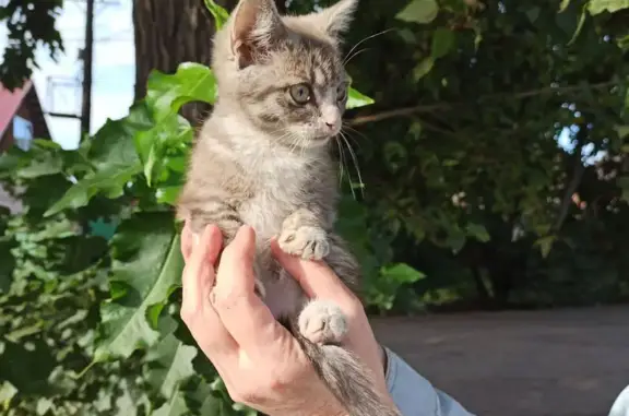 Кошка найдена, ул. Багратиона, 6, Кемерово