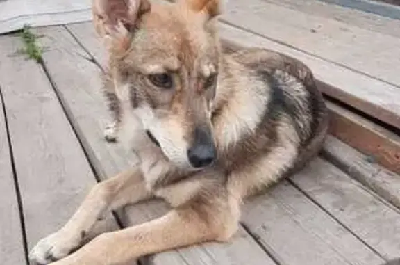 Найдена собака, Архангельское, фото: Рыжая собачка найдена: 75К-216, Архангельское