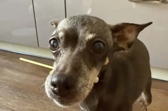 Найдена собака, Братск, фото: Собака найдена: ул. Гайнулина, 104