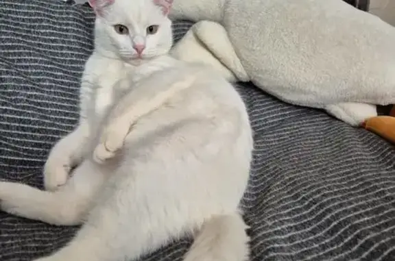 Объявления о пропавших и найденных животных, Красногорск, фото: Пропала белая кошка, Парковая 3А, Красногорск