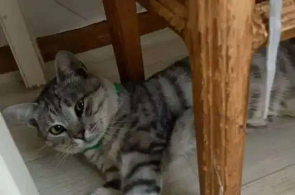 Кошки потеряшки, Шилка, фото: Потеряшка кошка, Балябина 129, Шилка