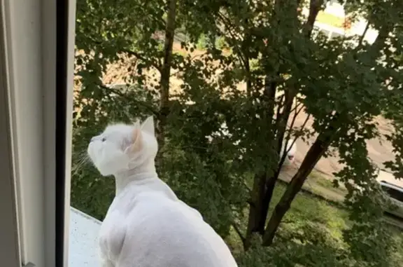 Кошки потеряшки, Боровичи, фото: Потеряшка кошка, Сушанская 1, Боровичи