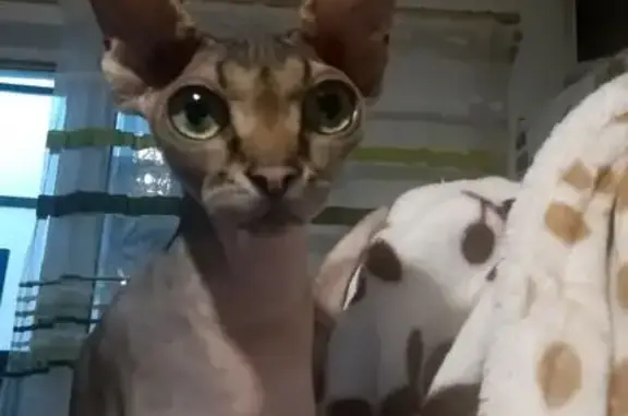 Пропала кошка, ул. Энтузиастов, 27, Сальск