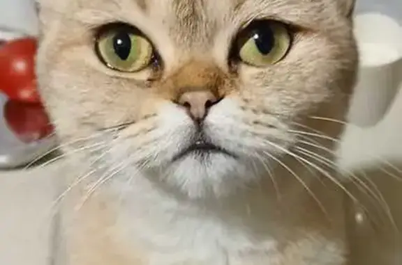 Кошки потеряшки, Армавир, фото: Потеряшка кошка, ул. Карла Маркса, 54