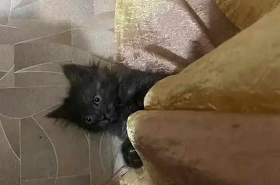 Пропала кошка, Судак, Крым