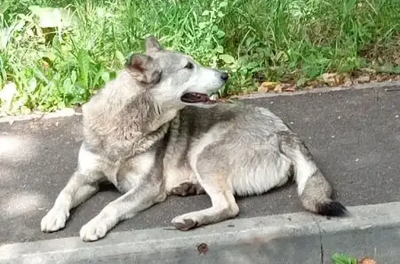 Найдена собака, улица Пушкина, 18/1