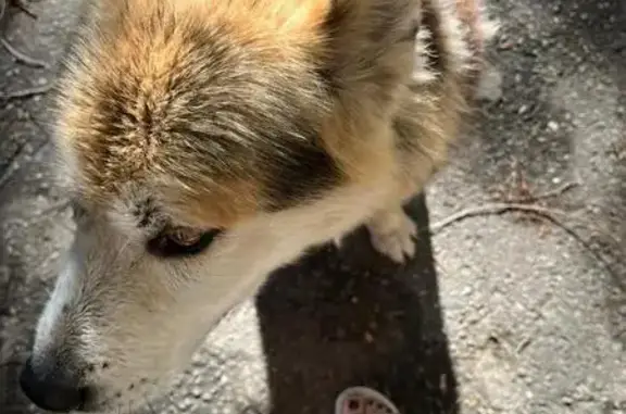 Щенок найден на ул. Ангарская, 13, Волгоград