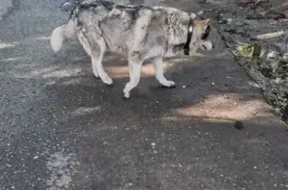 Найдена собака, Ярославль, фото: Собака найдена на Угличской улице, Ярославль