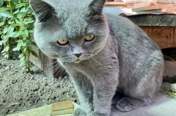 Найдена кошка, Каменное, фото: Кошка найдена в СНТ 50 лет Октября