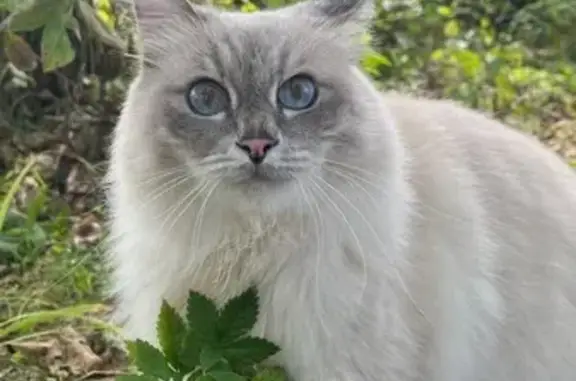 Кошки потеряшки, Владивосток, фото: Потеряшка кошка, ул. Толстого, Владивосток