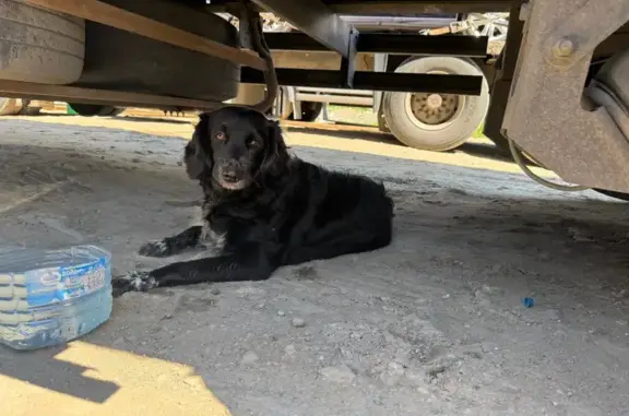 Найдена собака, Приморский край, фото: Собака найдена у Зеленого угла, Владивосток