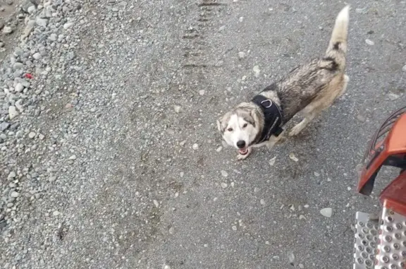 Потерянные животные Елизово, фото: Собака пропала: Елизово — Паратунка