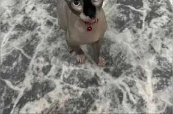 Кошки потеряшки, Боровичи, фото: Потеряшка кот Арес, Тухунская 1, Боровичи