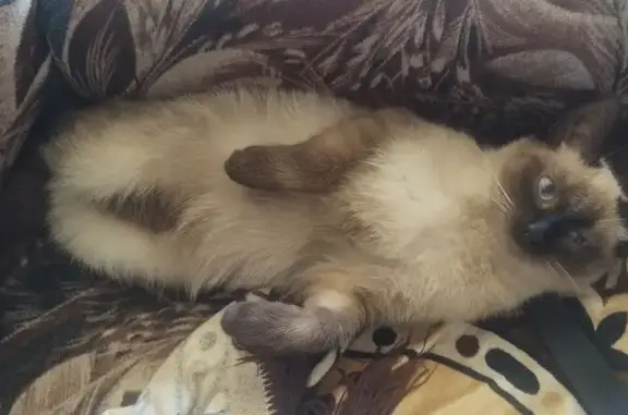 Кошки потеряшки, Осташков, фото: Потеряшка сиамская кошка, Калинина 17